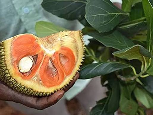 Siddu Jackfruit Plants — Jackfruit sapling available at Agro Nursery Garden